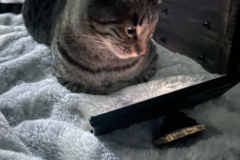 Request Quote: Kolleen Monroe-Reach - Pet Care Pro - Fort Worth, TX