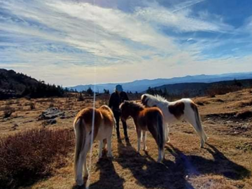 Connecting with wild horses in North Carolina 