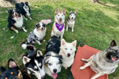 Request Quote: Rides 4 Paws Pet Transport - Indianapolis, IN