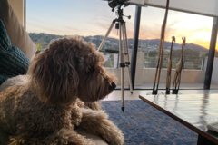 Request Quote: SFV Pet Sitter Extraordinaire   - Sherman Oaks, CA