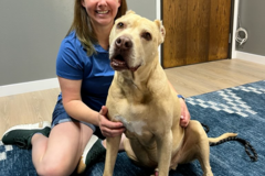 Request Quote: Holistic Chiropractic for Pets - Arvada, CO