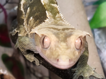 Rescued Crested Gecko