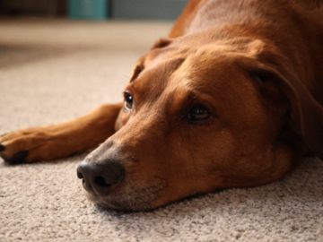 A Hound Resting on the Carpet