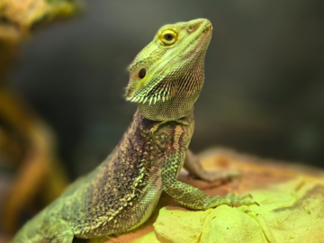 A Bearded Dragon Basking on Camera
