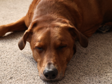 A Hound Sleeping on the Carpet