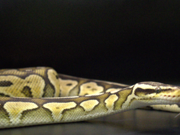 A Beautiful Ball Python Flickers It's Tongue