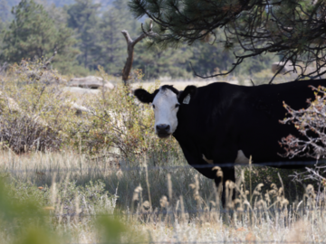 A Black and White Cow Stares Down the Photographer
