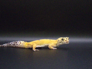 A Leopard Gecko Posing On Set