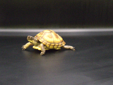 A Tiny Box Turtle Poses On Set