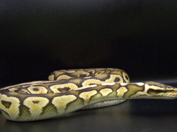 A Gorgeous Ball Python Flickers It's Tongue
