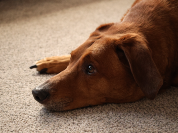 A Hound Focusing On Their Owner