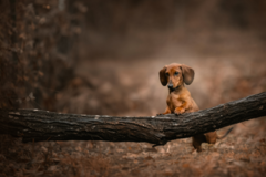 Request Quote: Pawtraits By Carly - Vibrant Pet Photography - Tyler, TX