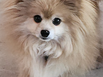 Pippa. She was pulled from a shelter with severe dermatitis and no coat. Good food, Reiki and the vet brought her back to a happy beautiful dog!