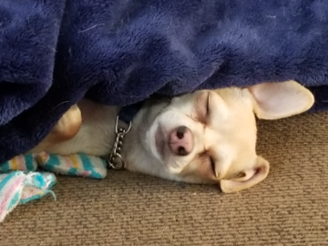 Butters! He LOVES Reiki. Another ex-Shelter dog. We love our rescues!