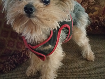 My little GumDrop. She had so many health issues that I had to bring her home and adopt her from the shelter. She would sit for Reiki for hours off and on.