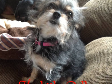 My heart! Bella came home from the shelter with me. Sat while I taught Reiki. Such a wonderful friend.