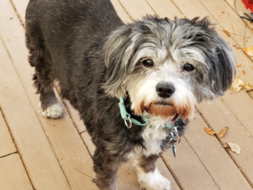 My Suki. She won my heart my first day working at the shelter and lived with us for many more years. Another Reiki lover!