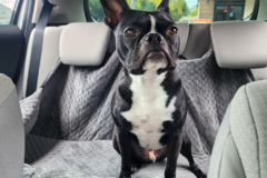 Request Quote: Rena Basurto - Pet Taxi-Supply Run- Medication Delivery  - Temecula, CA