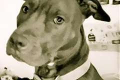 Request Quote: Kristen Diventi - Pet Psychic - Nationwide