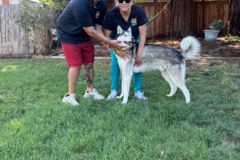 Request Quote: Doo Crew Co - Pet Waste Removal Service  - Napa, CA
