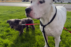 Request Quote: HappyFetch Delivery Pet Transportation - Nationwide