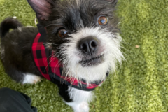 Request Quote: Crystal’s Holistic Animal Care and Massage - Scottsdale, AZ