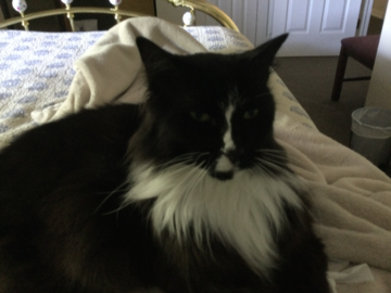 Relaxed pet in the comfort of his home