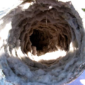 FREE Dryer Vent Inspections For Pet Owners! Limited Spots! - Bronx, NY