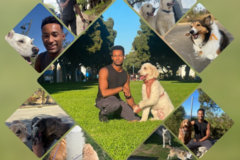 Request Quote: AmsPet Services - Professional Pet Care  - Orange, CA