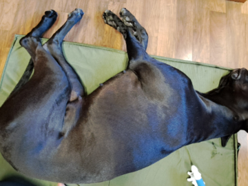 Great Danes benefit a lot from bodyworks, their long bodies get sore easily.