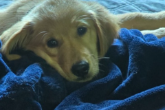 Request Quote: USDA Certified - Wagging Tails Pet Transport - Nationwide