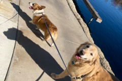 Request Quote: Dog Walking & Cat Drop In’s Sherman Oaks area ect - Sherman Oaks, CA