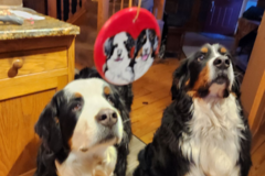 Request Quote: Pet Portrait Ornaments  - Nationwide