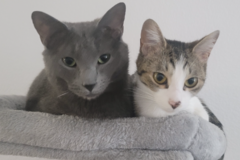 Request Quote: Loving Pet Transport With Wild Hairs Rydes - Nationwide