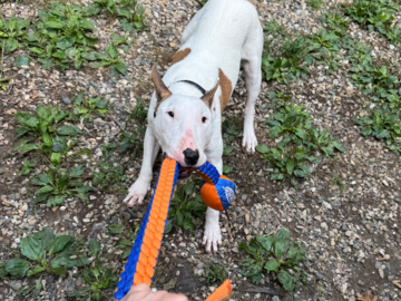 Client dog Playing