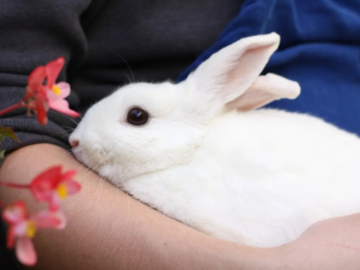 Pet Rabbit from  San Diego Humane Society