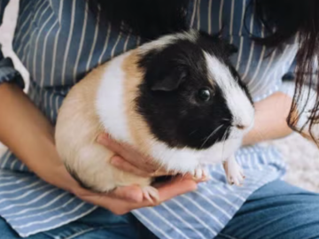 Guinea Pig from Humane World for Animals