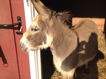 Cody the donkey