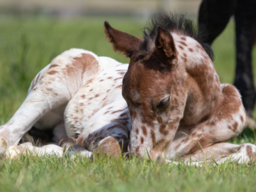 My mare's foal