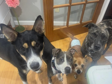 Client's family of dogs ❤️