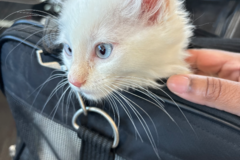 Request Quote: ✈️ Furry Flyers – Safe and Stress-Free Pet Travel!   - Nationwide