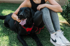 Request Quote: Best Choice Ever Dog Training - Barnesville, GA