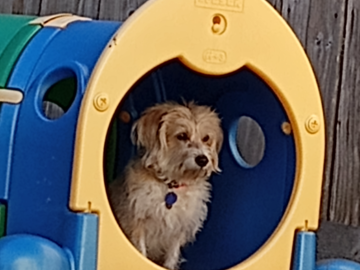 RALPHIE, EXPLORING GUS