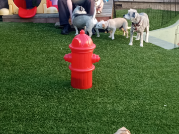 BACKYARD WITH OUR HOUSE GUEST'S