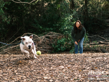 dog playing fetch in forest