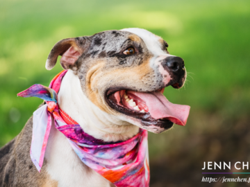 happy pitbull mix in a park