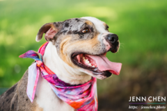 Request Quote: Outdoor Documentary Dog Photographer - San Francisco, CA