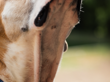 pitbull looking up at their parent