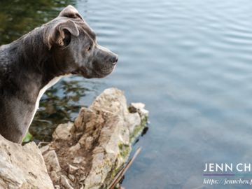 blue nose pitbull looking out over the lake