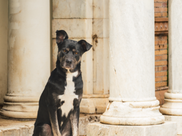 black and white dog tilting head on marble stone steps